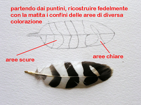 Disegno naturalistico 2Lezione
